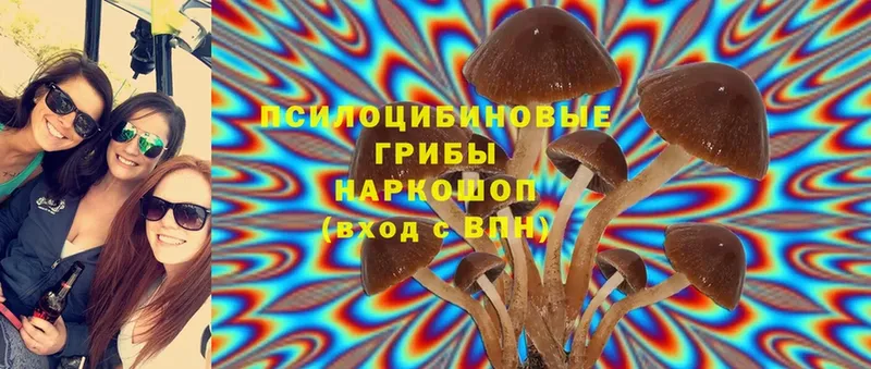 Галлюциногенные грибы Psilocybe  где продают   kraken ССЫЛКА  Красноармейск 